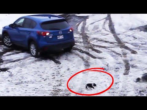 Border Collie Saves Chihuahua from Being Run over by Car - 1033862