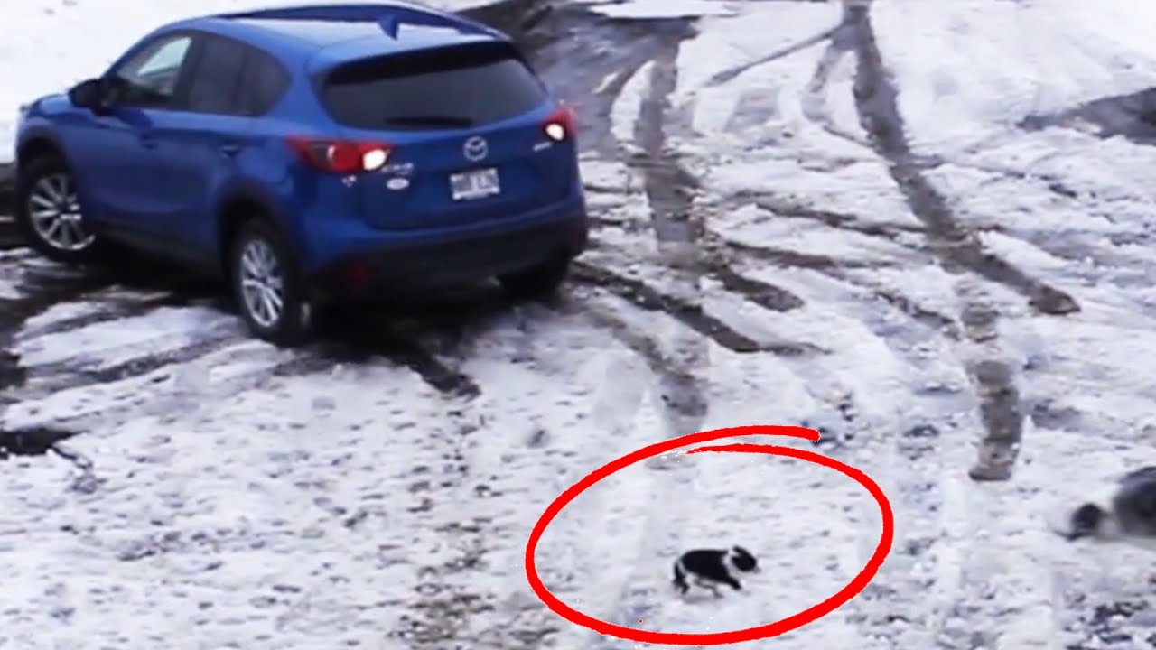 Border Collie Saves Chihuahua from Being Run over by Car - 1033862