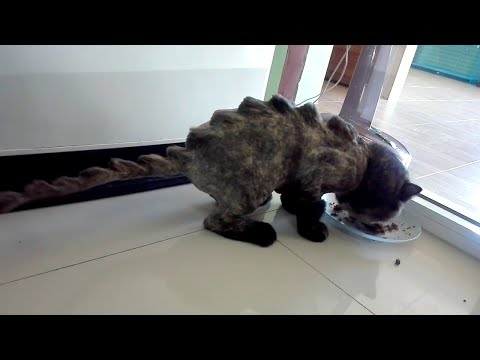 Hungry Dino Kitty || ViralHog