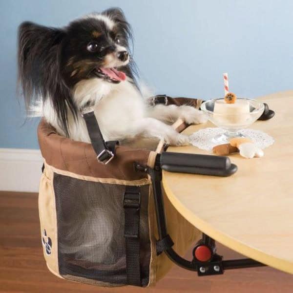 genius-dog-ideas