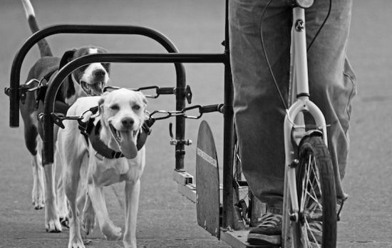 genius-dog-idea
