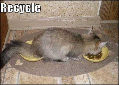 recycle-cat