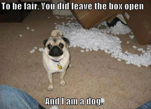 dog-busted-funny