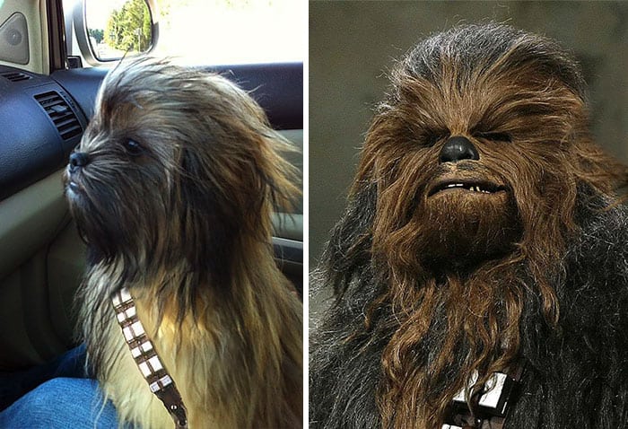 dog chewy