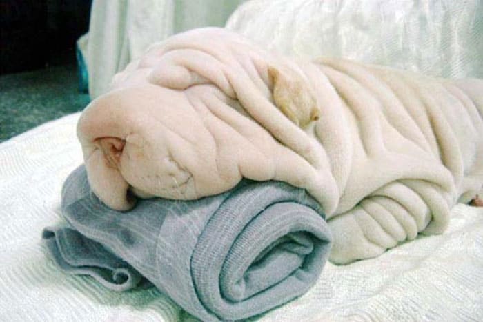 dog towel