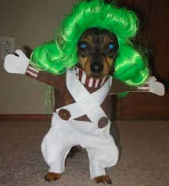 oompa-loompa-dog-halloween-costume