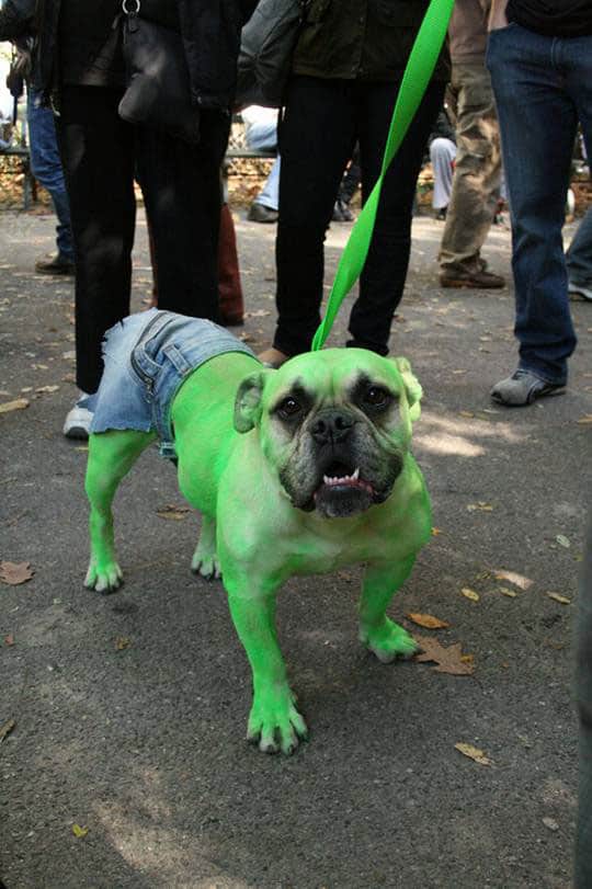hulk-dog-halloween-costume