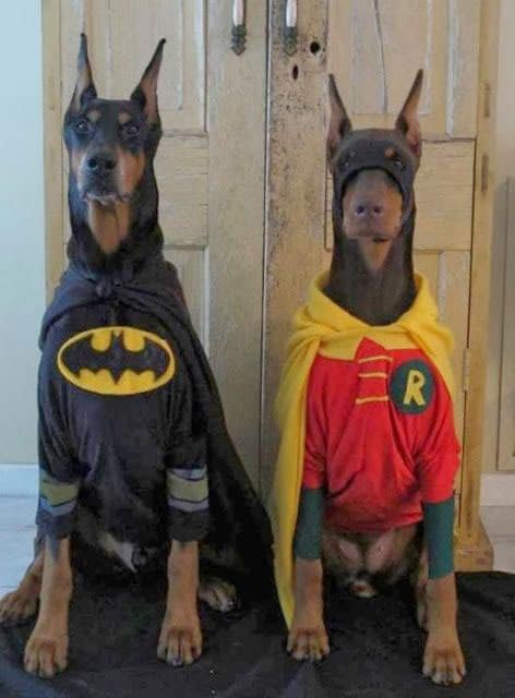 batman-robin-dog-halloween-costume