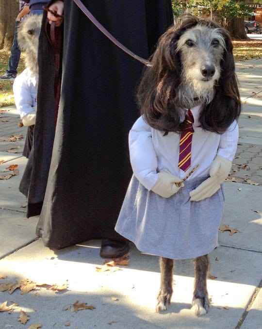 dog-harry-potter-halloween-costume