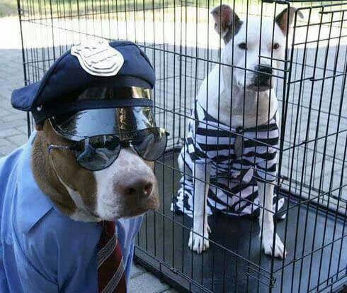police-dog-halloween-costume