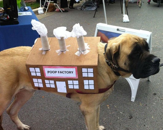 dog-costume-funny