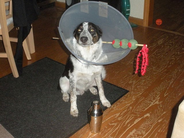 dog-martini-costume