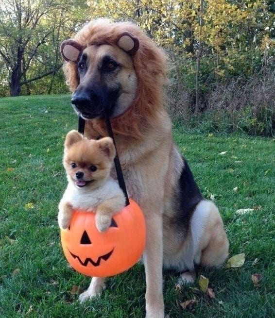 dog-lion-king-halloween-costume