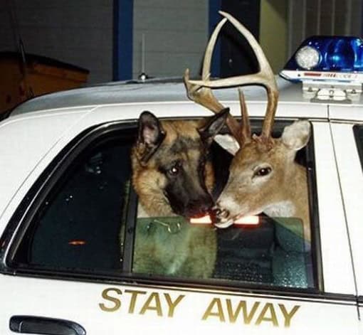 worth a thousand words animals