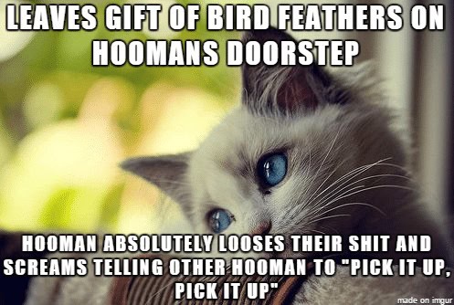 first world problems cat