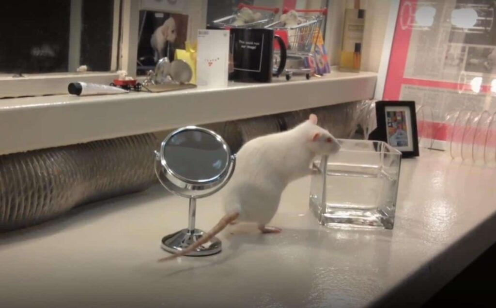 NY Rat dies in freak accident just as her Broadway career was flourishin