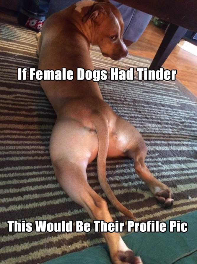 If Animals Had Tinder (GALLERY)