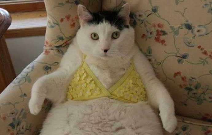 X 上的World Wide Interweb：「Cats Wearing Lingerie! (GALLERY)   @midnight @hardwick #catswearinglingerie   / X