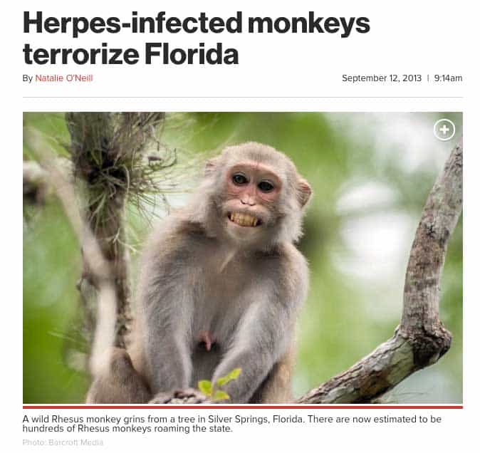 florida-monkeys-headline