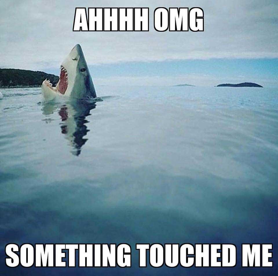 The 21 Funniest Shark Memes Ever (GALLERY)
