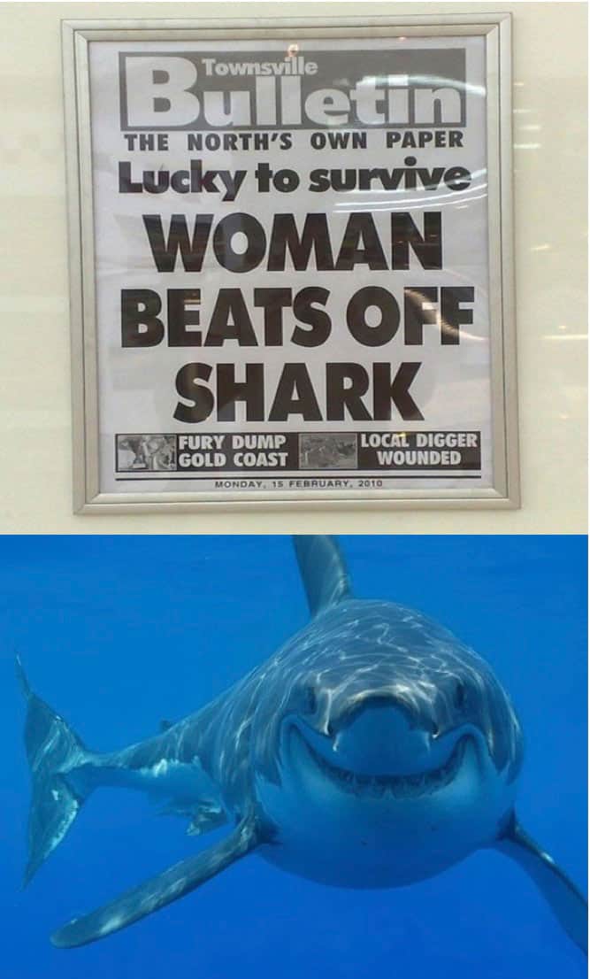 Image result for funny shark