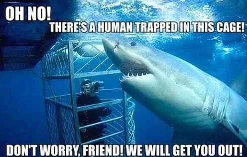 shark-week-memes