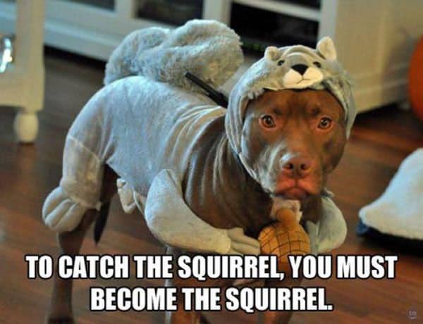 become-the-squirrel