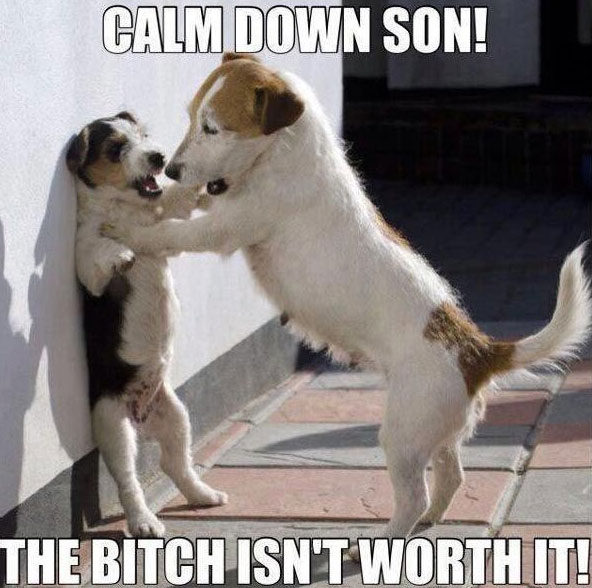 calm-down-dog