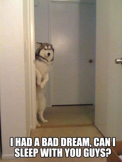 dog-dream-meme