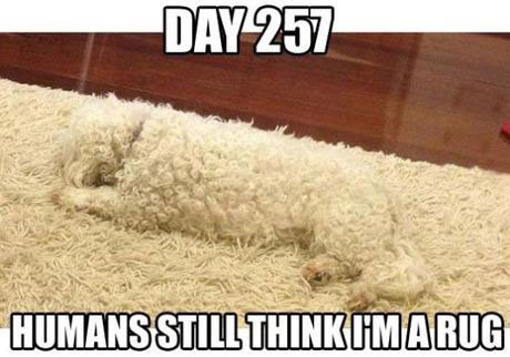 dog-rug