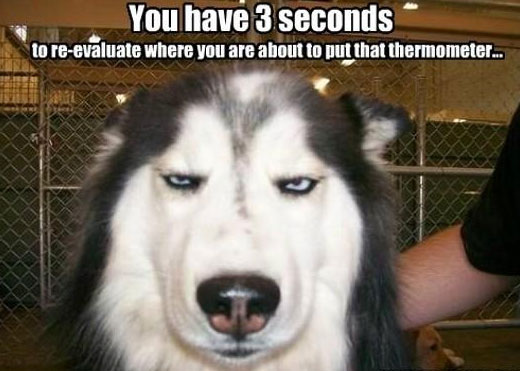 husky dog memes