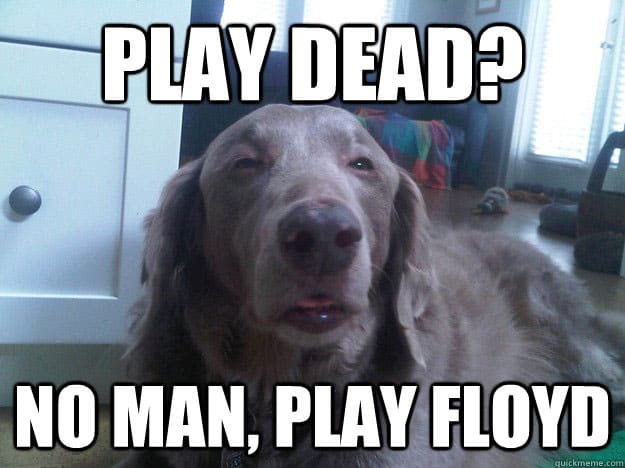 dog-stoned-meme