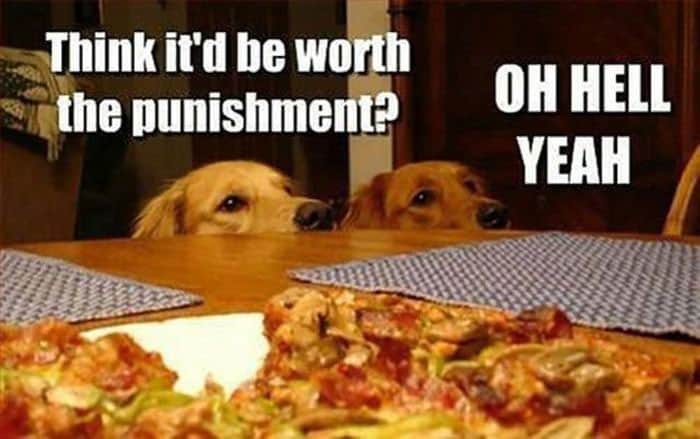 Funny Dog Memes I Top 50 of All Time I World Wide Interweb