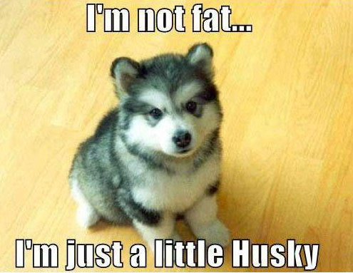 husky-meme