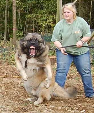 scariest dog ever