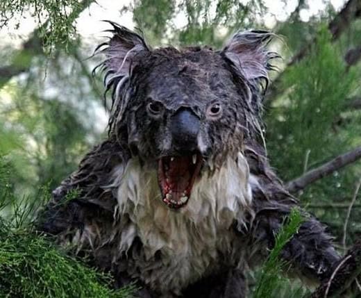 scary koala