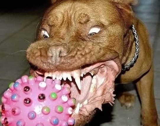 scary dog ever