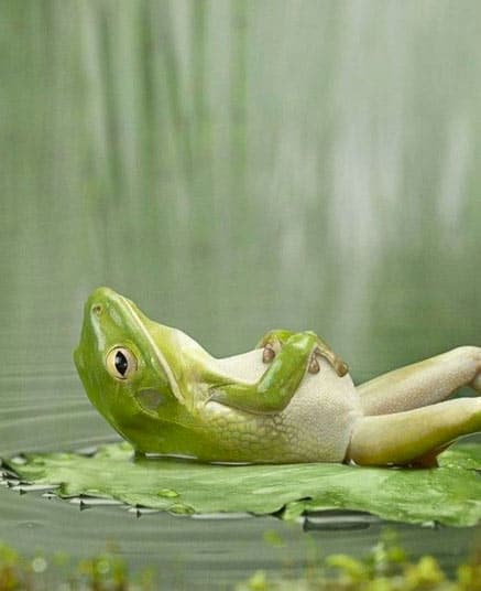 frogs-relaxing