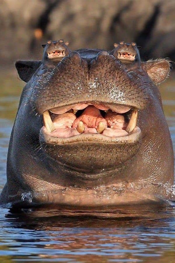 Photoshop Battle: Smiling Hippo With its Head Above Water (GALLERY) | WWI