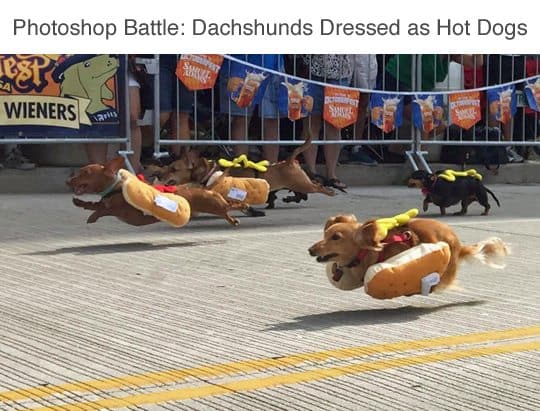 [Image: hot-dog-dachsund-2.jpg]