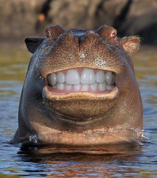 Photoshop Battle: Smiling Hippo With its Head Above Water (GALLERY) | WWI