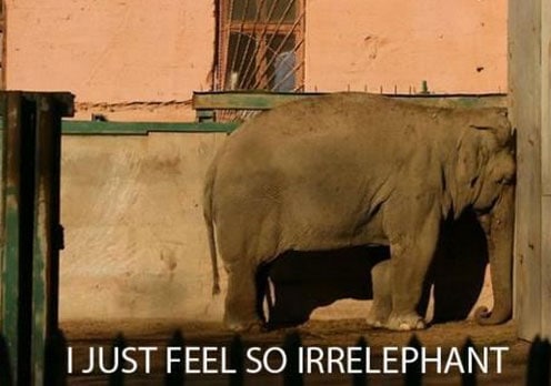 laughed-more-than-elephant