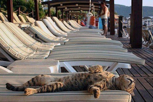 relaxing-cat