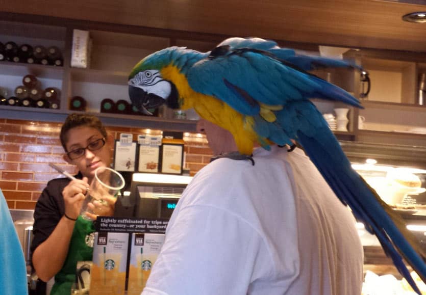 meanwhile-at-starbucks