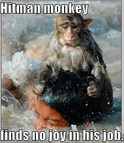 hitman-monkey