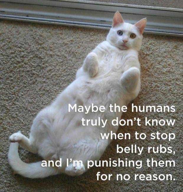 cat-belly-rubs