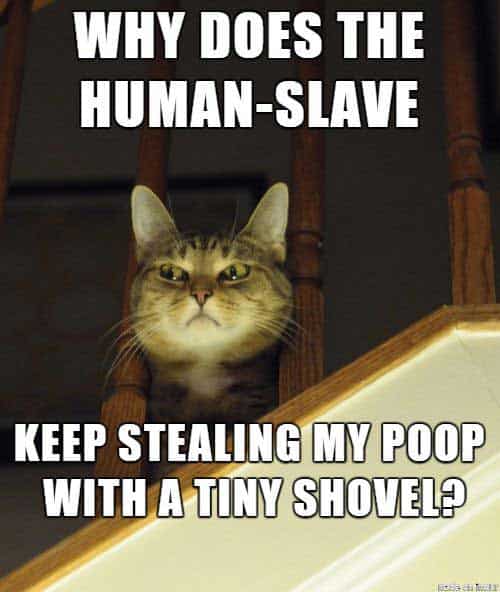 funniest-cat-thoughts-all-time