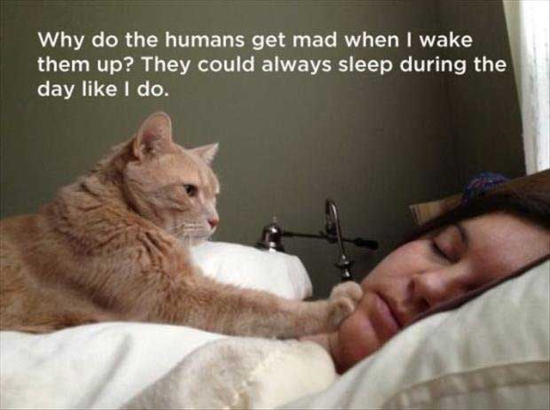 cat-thoughts-sleep