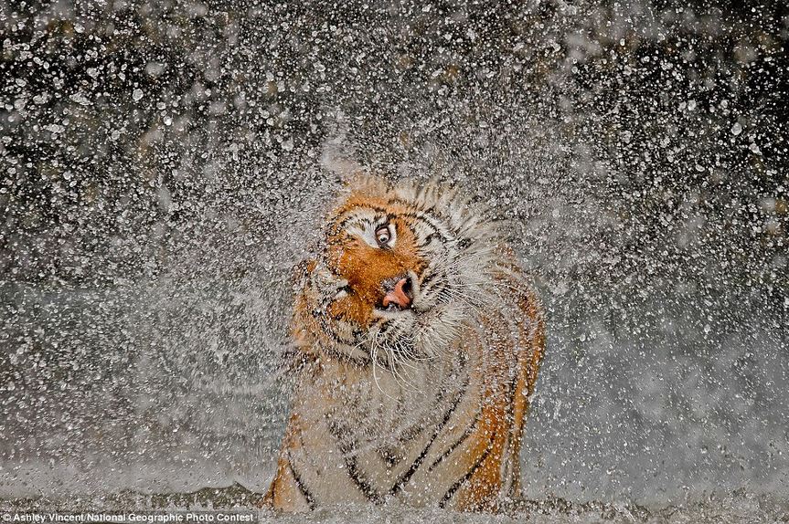 perfectly timed tiger