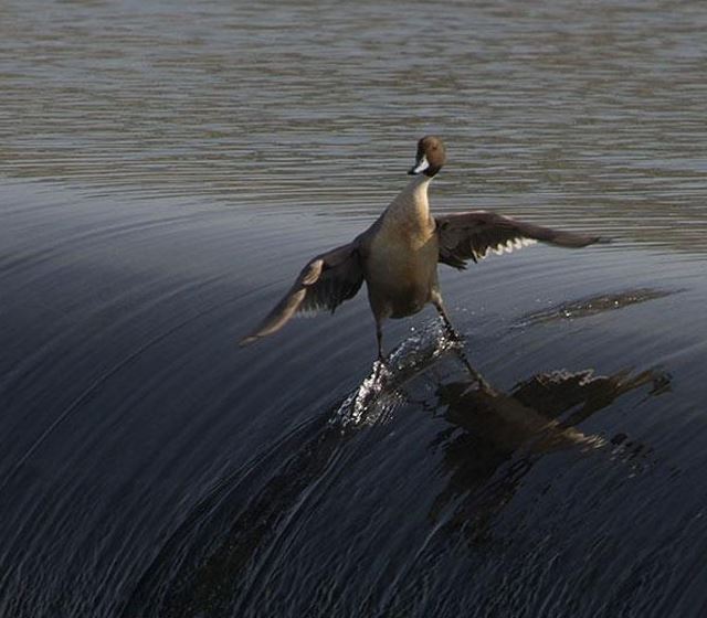 perfectly timed duck